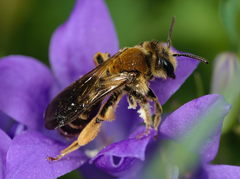 Andrena curvungula