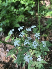 Chaerophyllum hirsutum