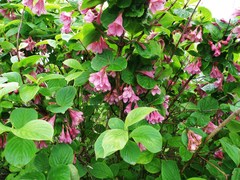 Weigela praecox