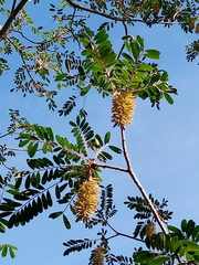 Alvaradoa amorphoides