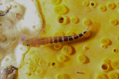 Notoclinops caerulepunctus