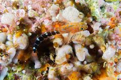 Notoclinops caerulepunctus