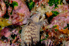 Gymnothorax nubilus