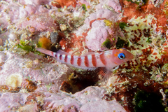 Notoclinops segmentatus