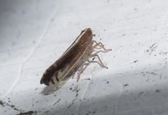 Stenocranus vittatus