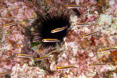Forsterygion maryannae
