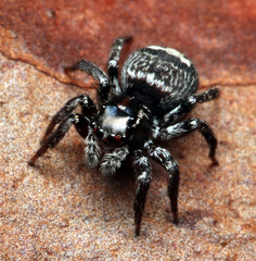 Saitis virgatus