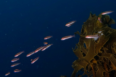 Forsterygion maryannae