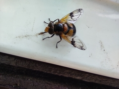Volucella inflata