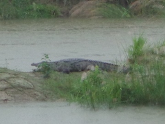 Crocodylus palustris