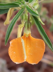 Pigea aurantiaca