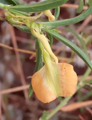 Pigea aurantiaca