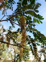 Alvaradoa amorphoides