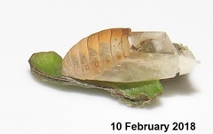 Anthene livida livida