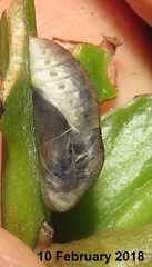 Anthene livida livida