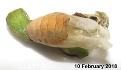 Anthene livida livida