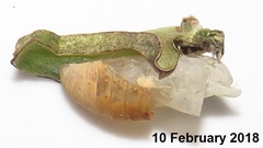 Anthene livida livida