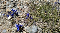 Polygala microphylla