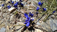 Polygala microphylla