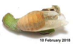 Anthene livida livida