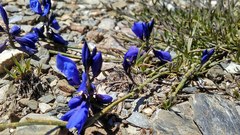 Polygala microphylla