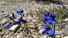 Polygala microphylla