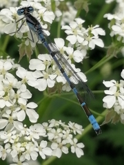 Enallagma cyathigerum