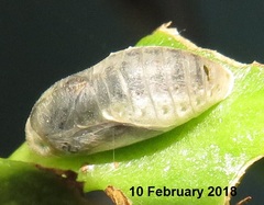 Anthene livida livida