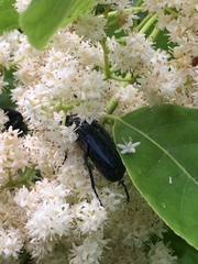 Protaetia orientalis sakaii