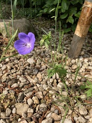Geranium pratense