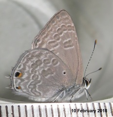 Anthene livida livida