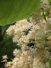 Protaetia orientalis sakaii