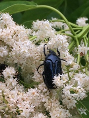 Protaetia orientalis sakaii