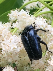 Protaetia orientalis sakaii