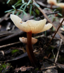 Laccaria masoniae
