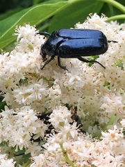 Protaetia orientalis sakaii