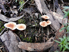 Laccaria masoniae