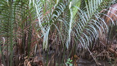 Nypa fruticans