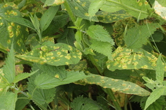Puccinia recondita