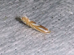 Phyllonorycter rileyella