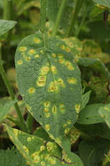 Puccinia recondita