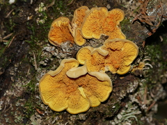Pseudomerulius