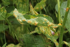 Puccinia recondita