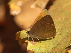 Arhopala atrax