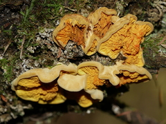Pseudomerulius