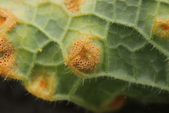 Puccinia recondita