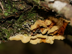 Pseudomerulius