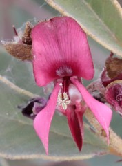 Indigofera monophylla