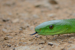 Dendroaspis angusticeps
