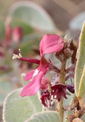 Indigofera monophylla